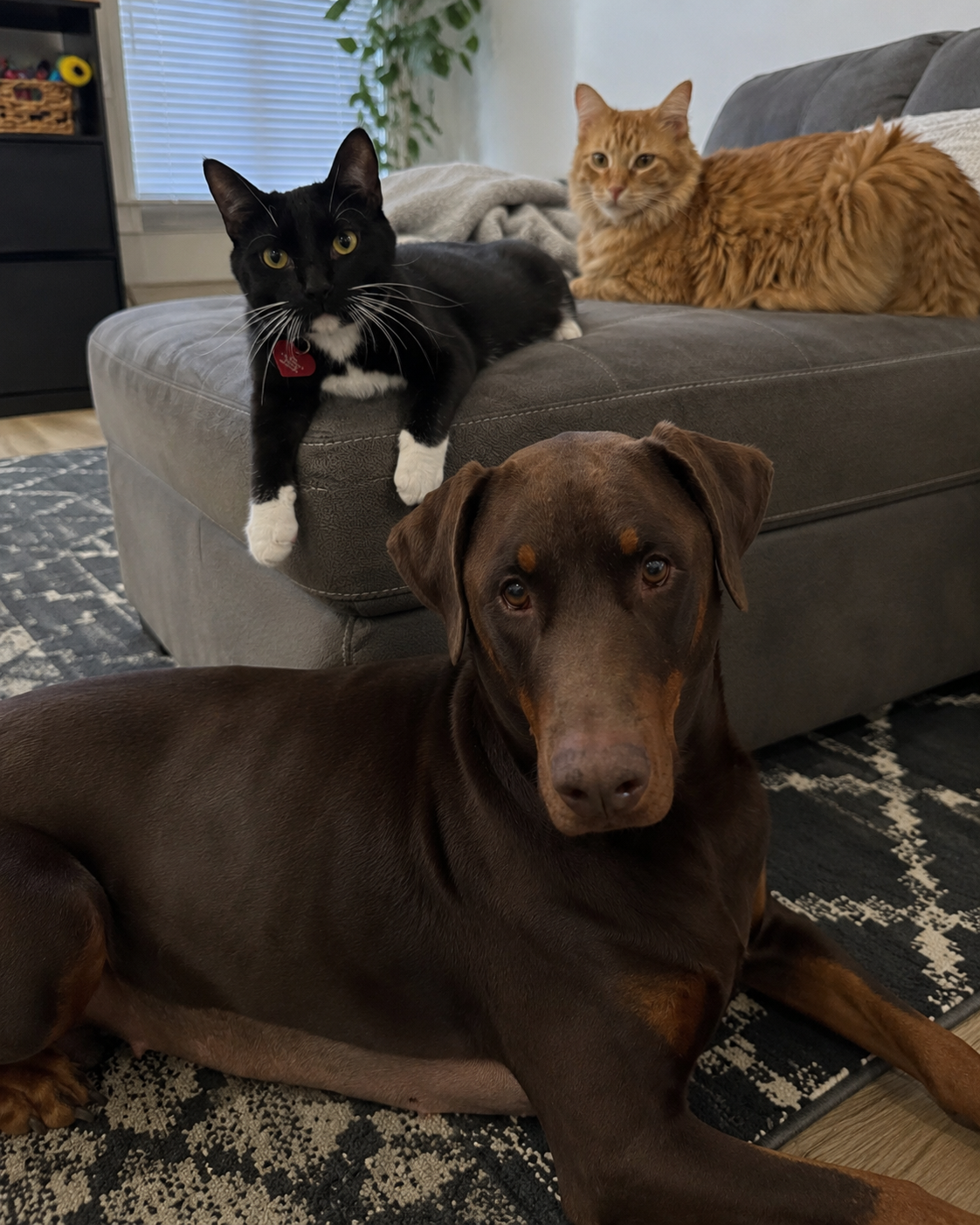 Michelle's dog and two cats at home